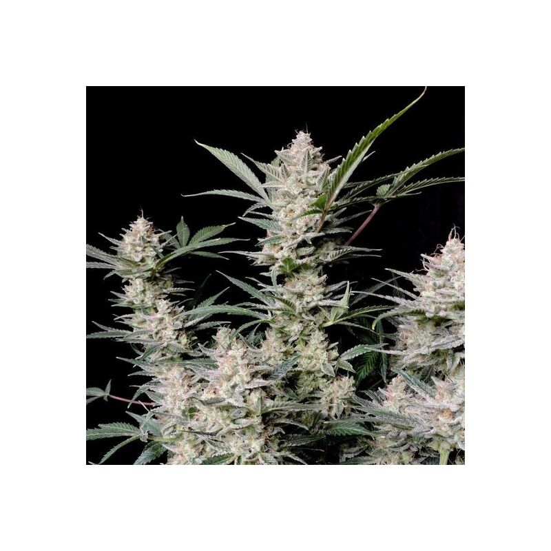 Strawberry Gorilla Auto, Фасовка: 3